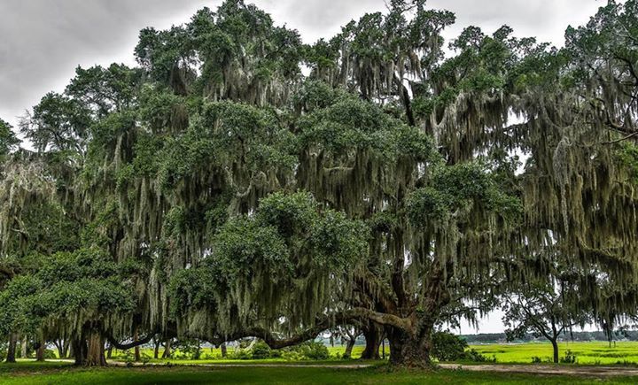 Natural southern charm in Beaufort's live oak trees 