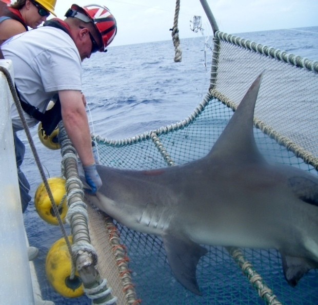 New species of shark discovered in SC waters, Photo courtesy NOAA Fisheries
