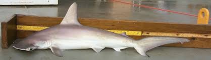 New species of shark discovered off of South Carolina coast (Photo courtesy Fisherynation.com)