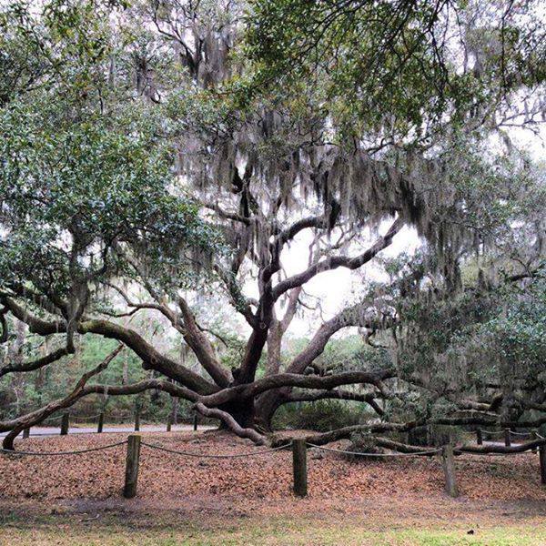 The Carolina Shores Oak. The movie 'The War' with Kevin Costner and Elija Wood was filmed IN the tree. Photo courtesy Megan Weller