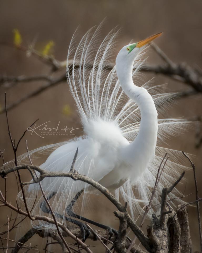 courtship of the great egret
