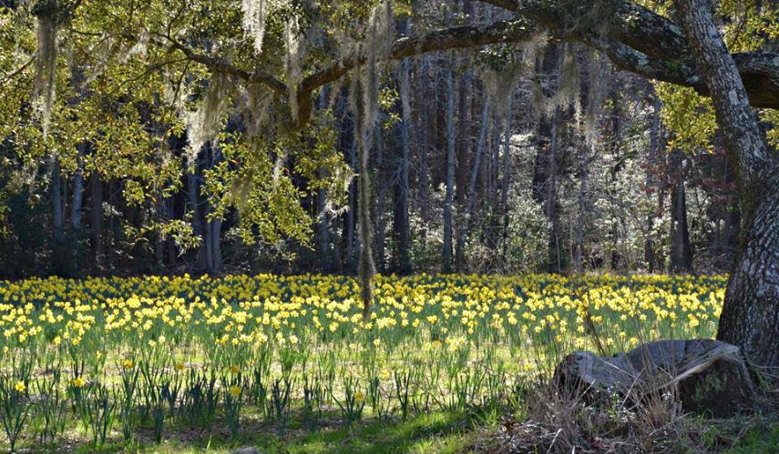 merrick's u pick daffodil farm