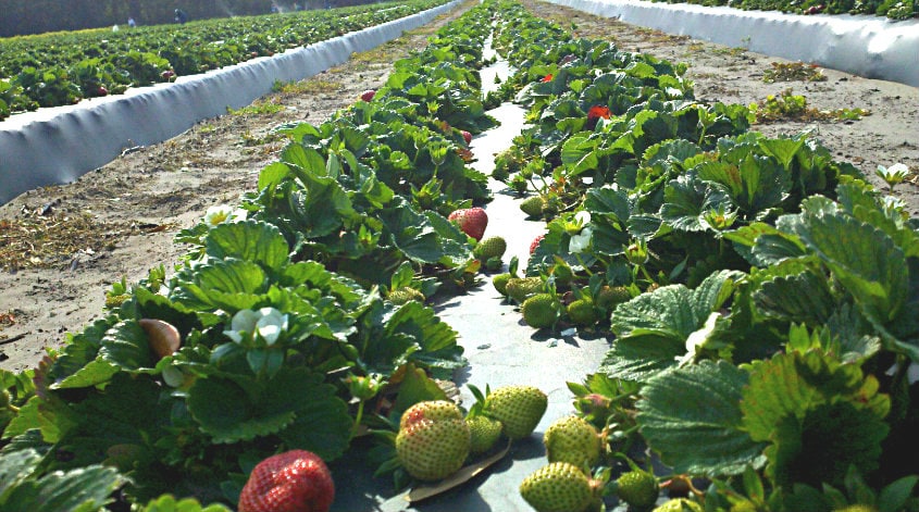 dempsey farms strawberries