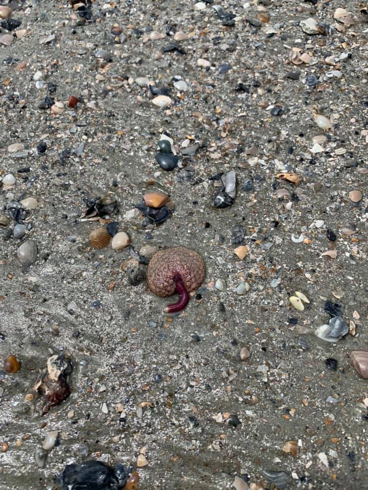 Sea Pansy found on Hunting Island Beach by Merranda Michaels
