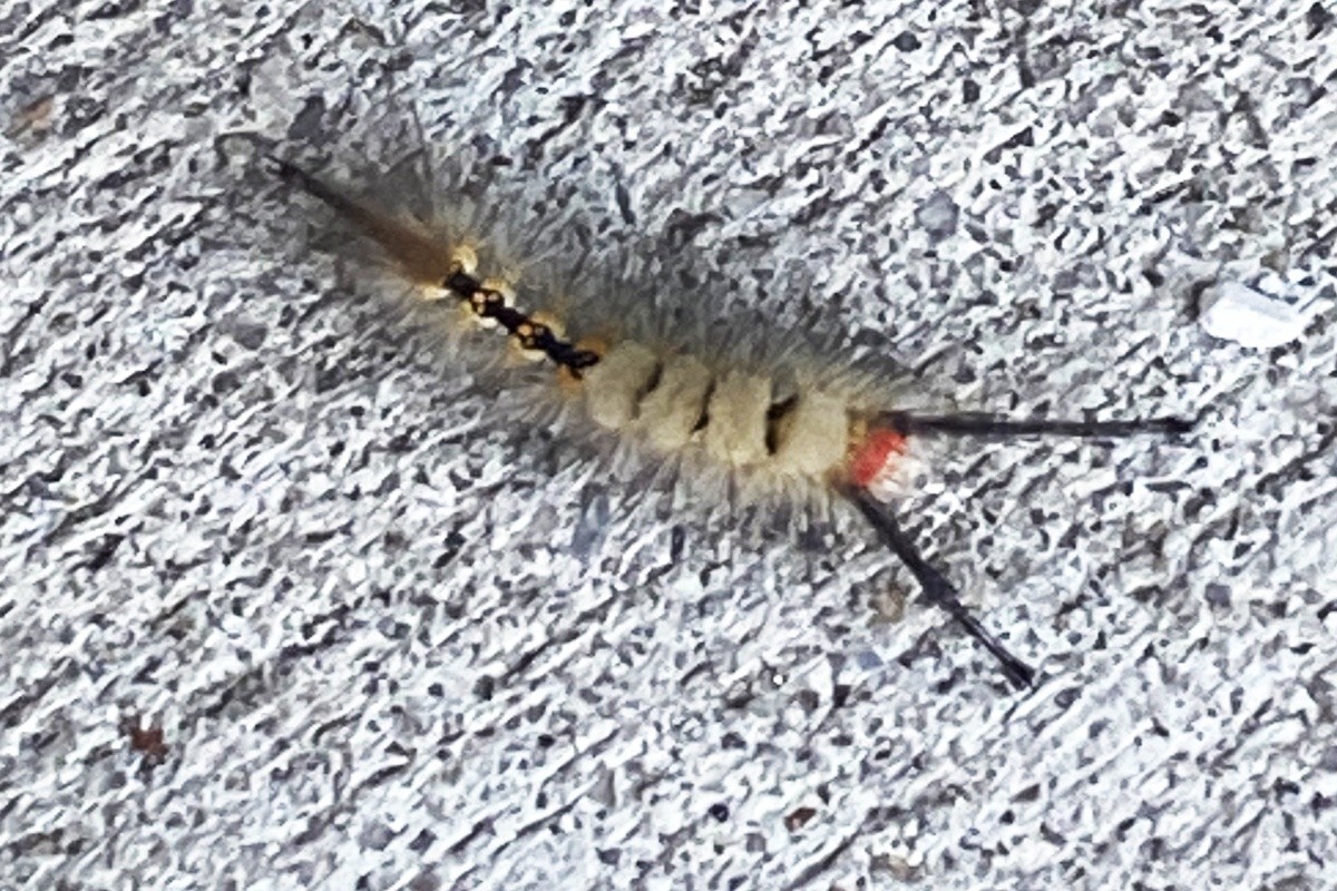 Tussock moth caterpillars are crawling around Beaufort, SC. Here's what
